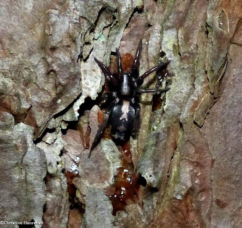 Eastern Parson spider (Herpyllus ecclesiasticus)