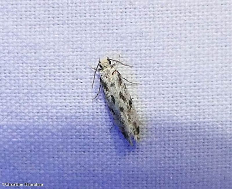 Tineidae moth (Nemapogon)