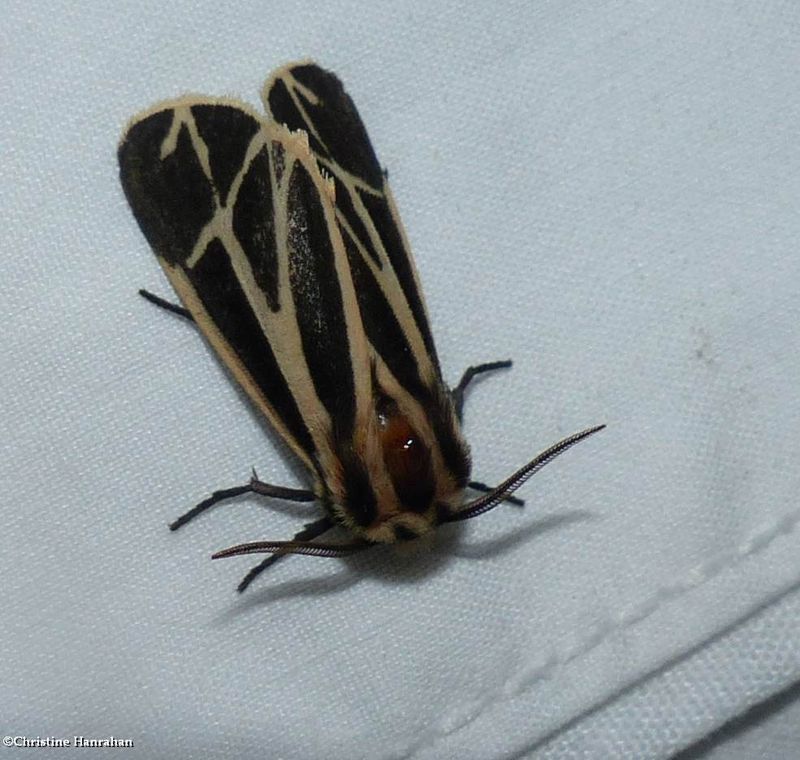 Harnessed tiger moth (Apantesis phalerata), #8169