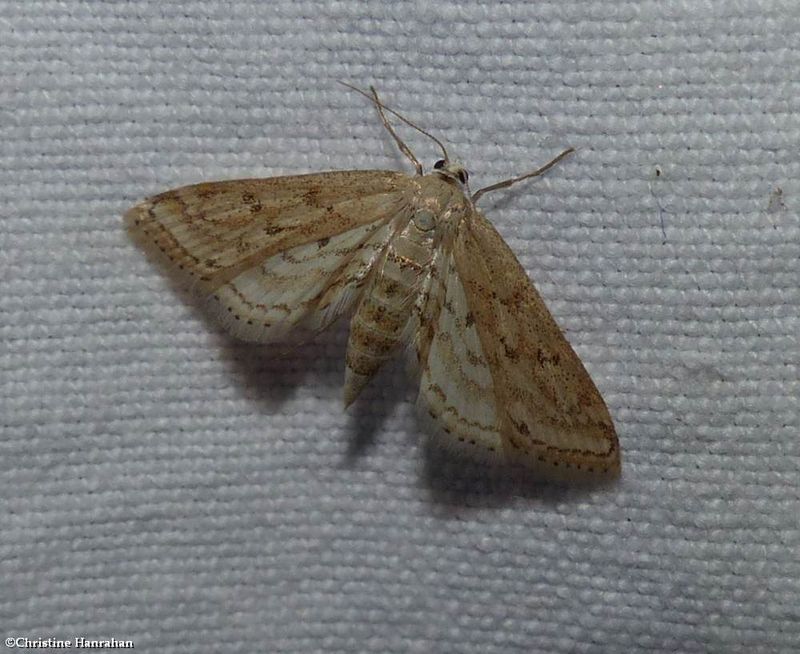 Water milfoil leafcutter moth (Parapoynx allionealis), #4764