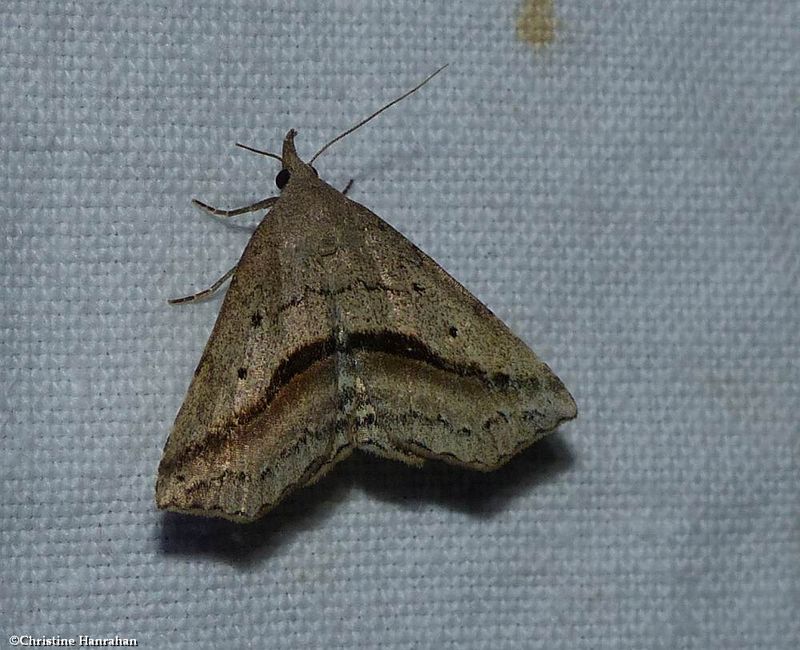 Lost owlet moth (Ledaea perditalis), #8491