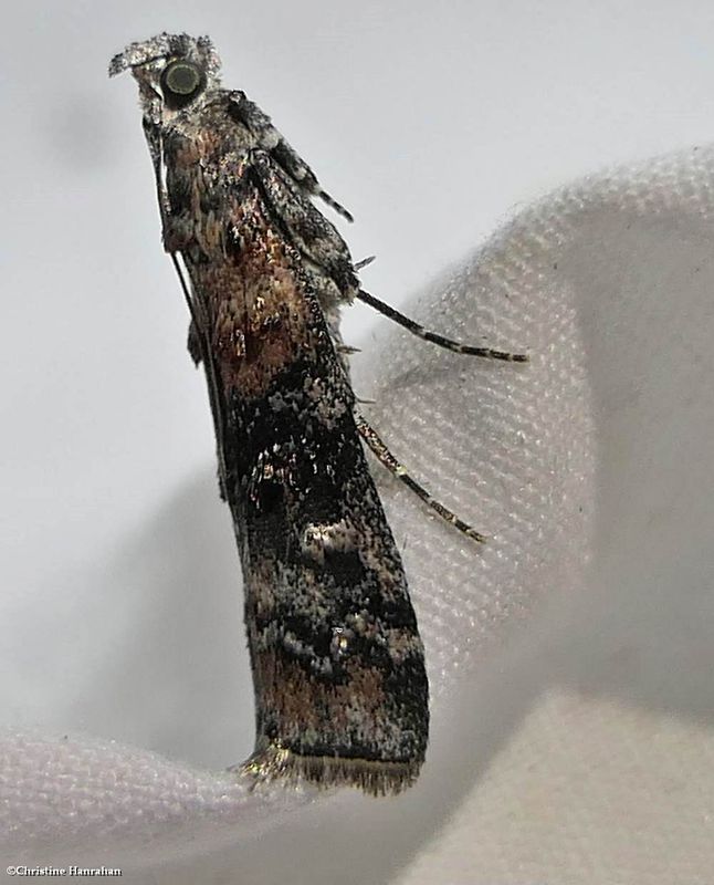 Zimmerman's pine moth (Dioryctria zimmermani), #5852