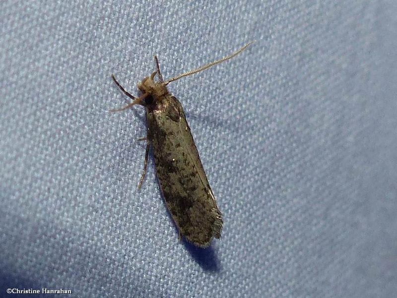 Tineidae moth (Tinea)