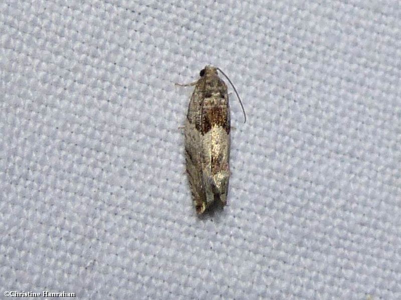 Cottonwood Twig Borer Moth (Gypsonoma haimbachiana), #3226