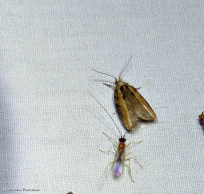 Eastern black headed budworm Moth (Acleris variana), #3548