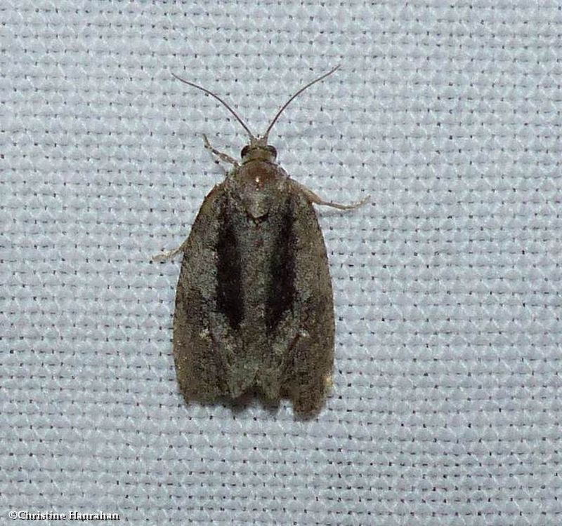 Green aspen leafroller moth  (Apotomis removana), #2768