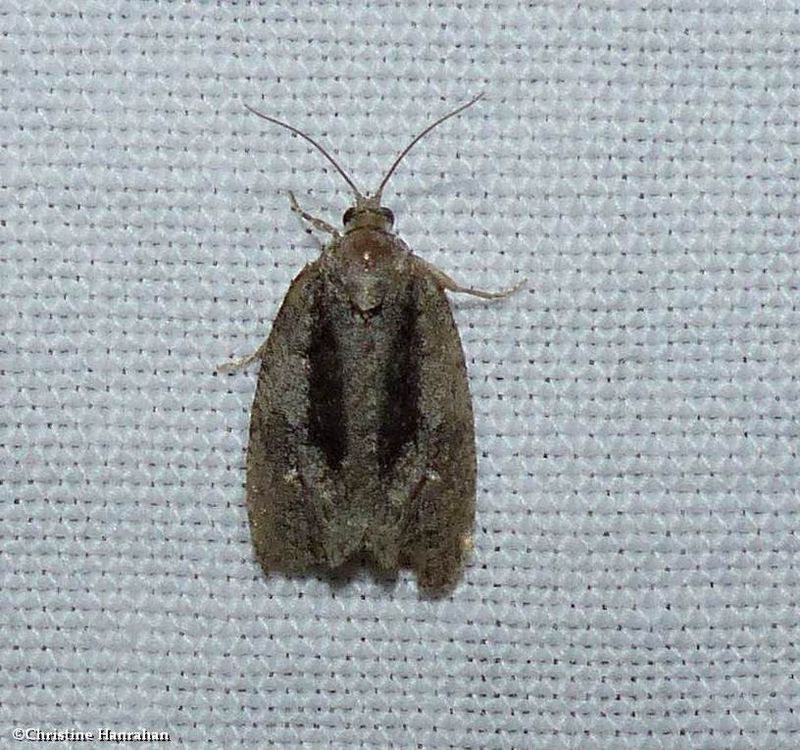 Green aspen leafroller moth (Apotomis removana), #2768