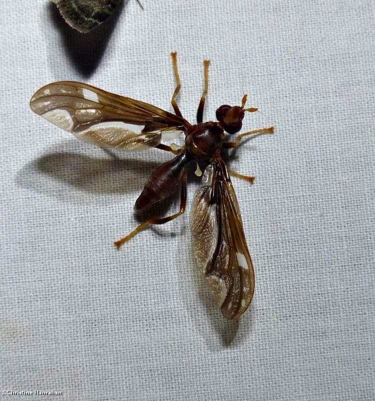 Pyrgotid fly (Pyrgota undata)