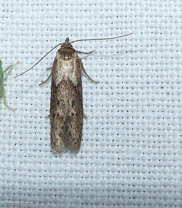 Scavenger moth (Blastobasis sp.)