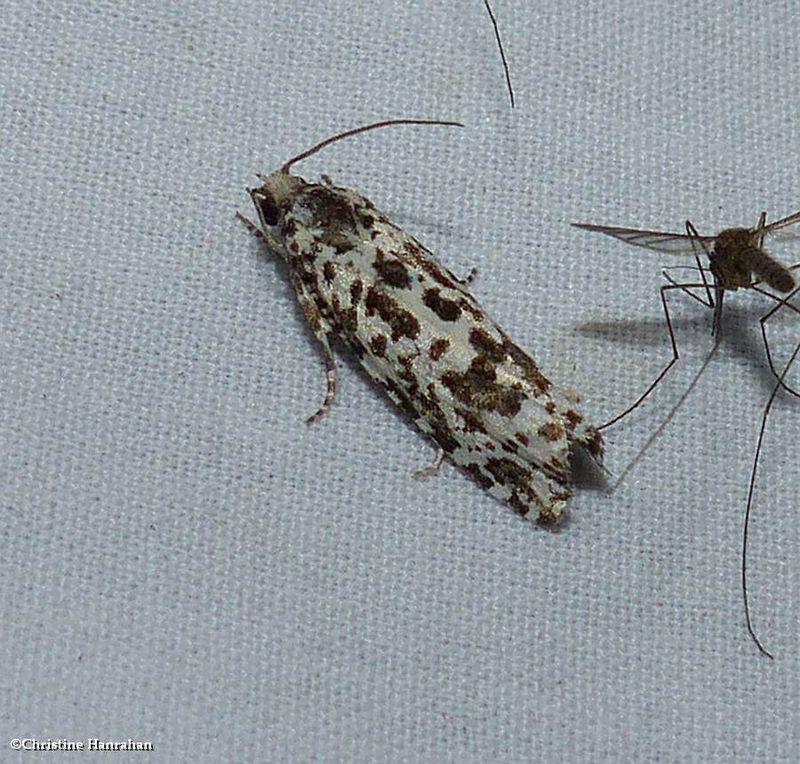 Tortricid moth (Retinia burkeana), #2900