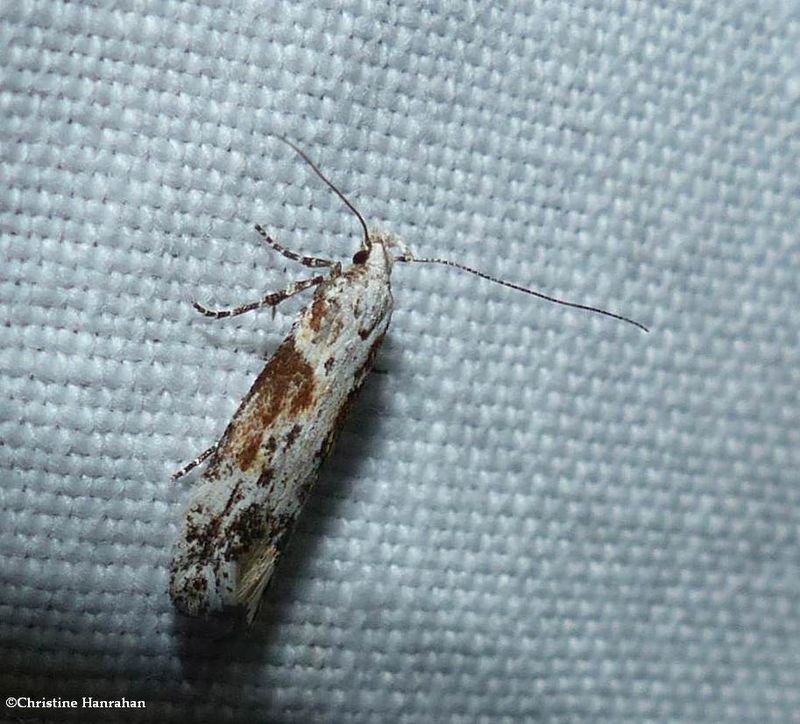 Twirler moth (Gnorimoschema)