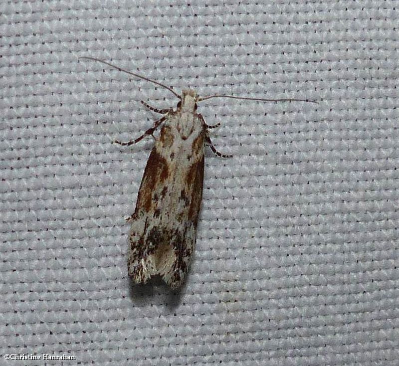Twirler moth (Gnorimoschema)