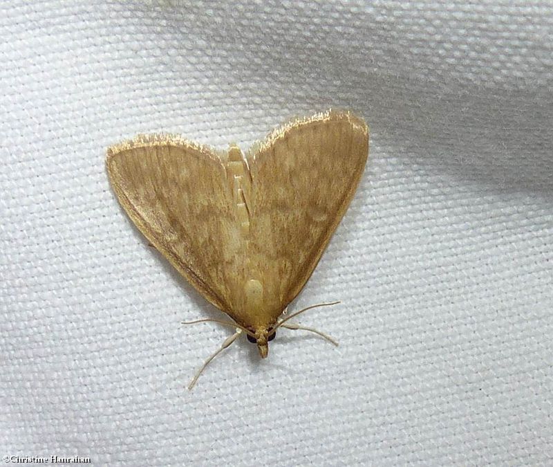 Crambid moth (Framinghamia helvalis), #5262