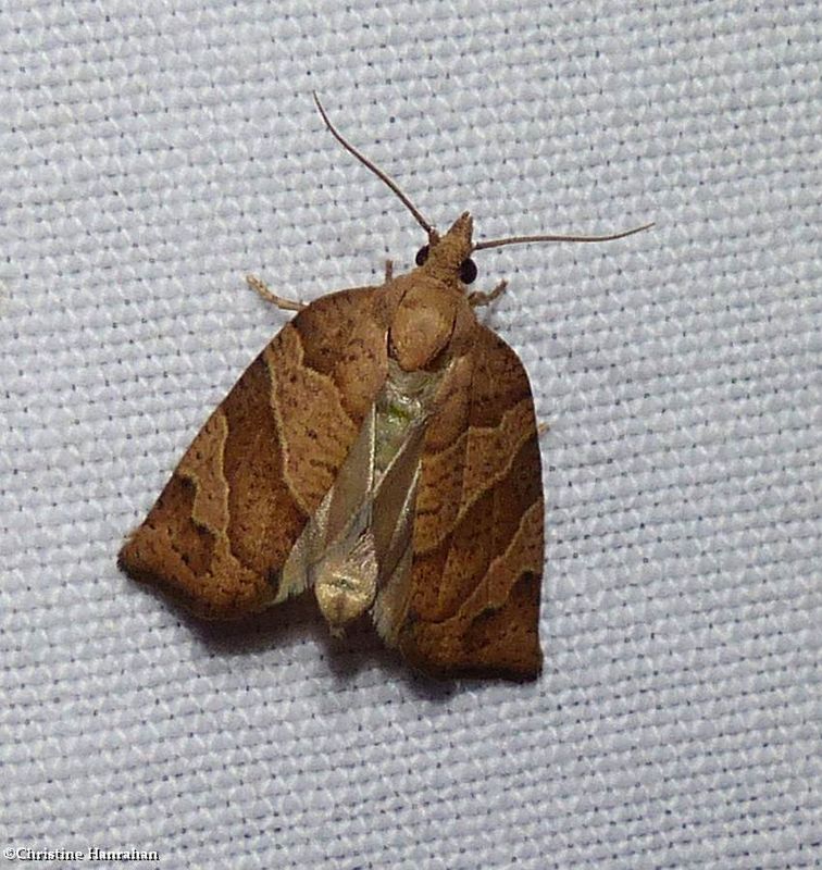 Woodgrain leafroller moth (Pandemis lamprosana), #3593 