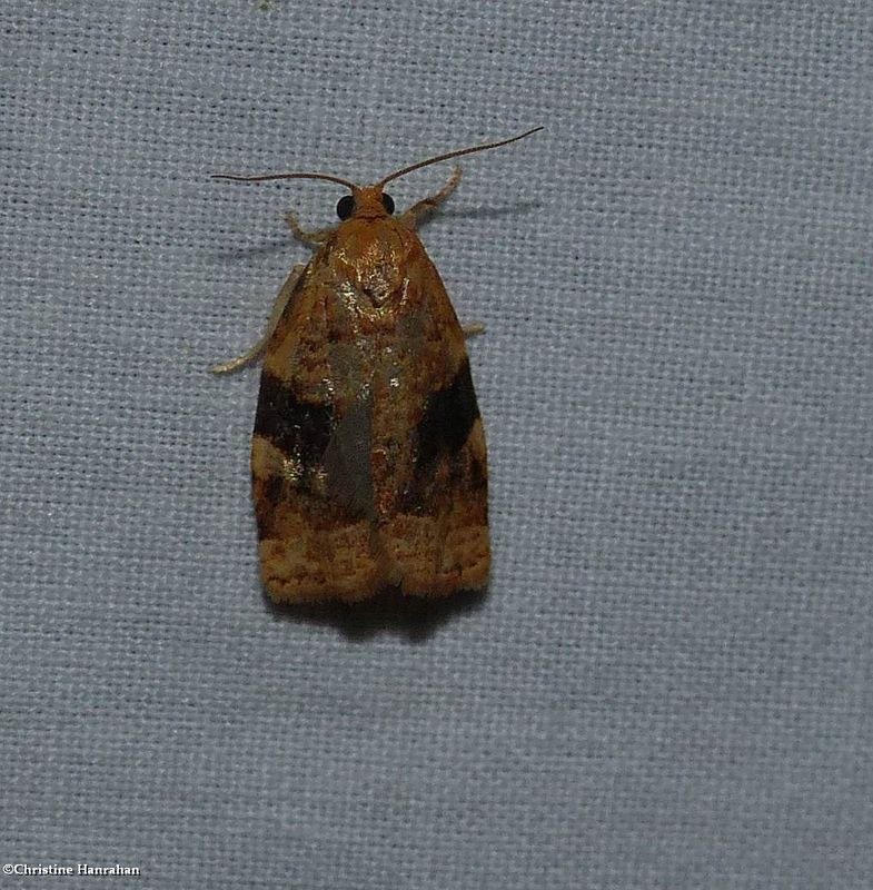 Tortricid moth (Archips nigriplagana), #3648.2