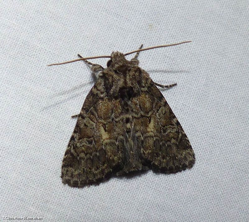 Disparaged arches moth (Orthodes detracta), #10288