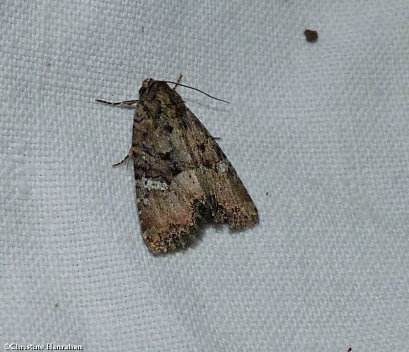 Broken-lined brocade moth (Mesapamea fractilinea), #9406