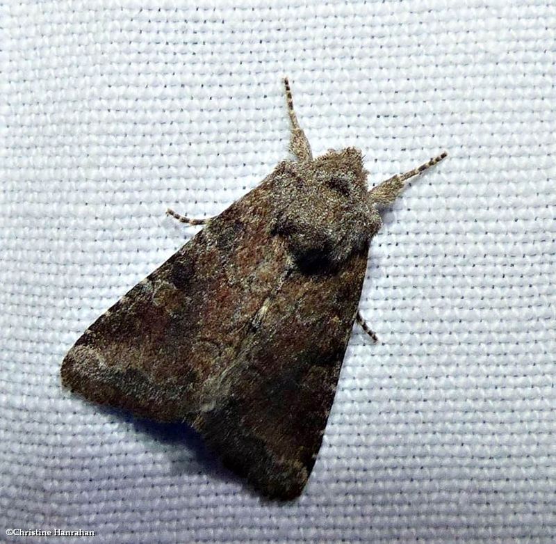 Goodell's arches moth (Orthodes goodelli?), #10289
