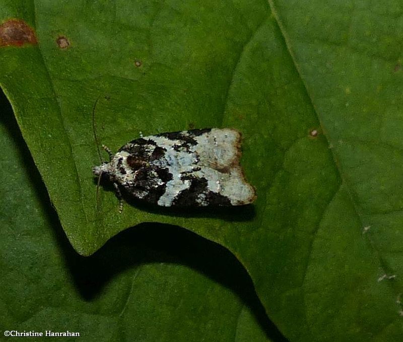 Eastern black-headed budworm moth (Acleris variana?), #3548