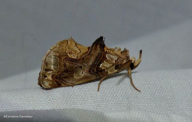 Moonseed moth  (Plusiodonta compressipalpis), #8534