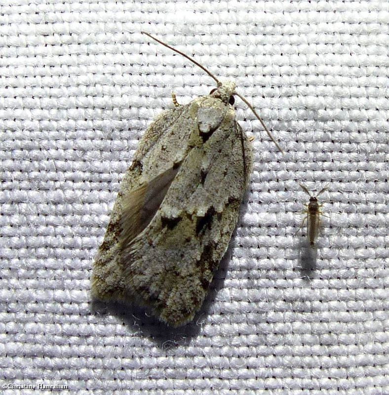 Black-headed birch leafroller moth  (Acleris placidana), #3540