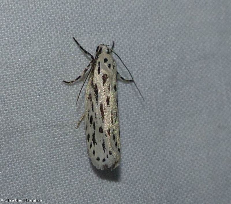 Streaked ethmia moth  (Ethmia longimaculella), #0999