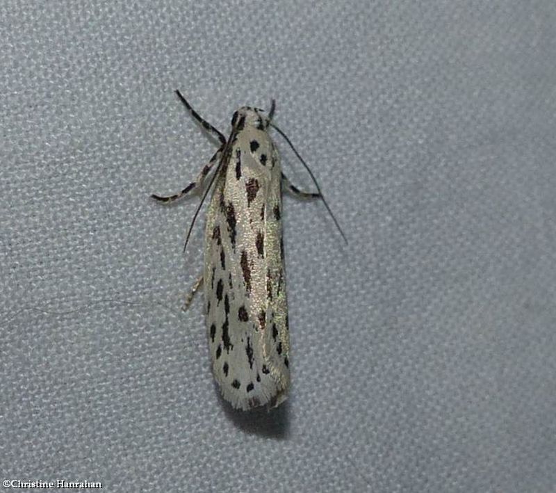 Streaked ethmia moth (Ethmia longimaculella), #0999