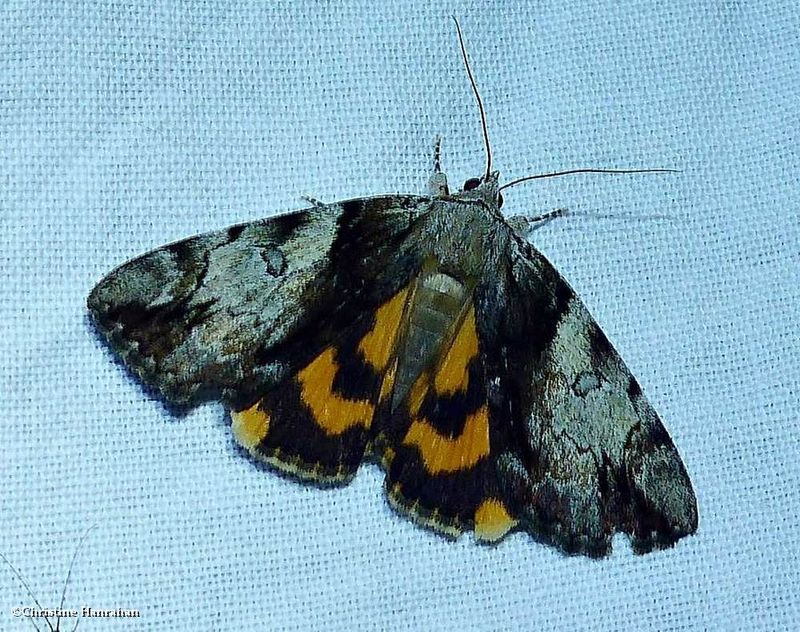 Hawthorn underwing moth (Catocala crataegi), #8858