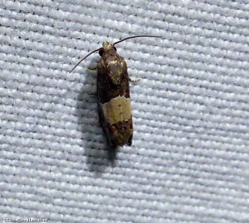 Glenn's epiblema moth (Epiblema glenni), #3184.1