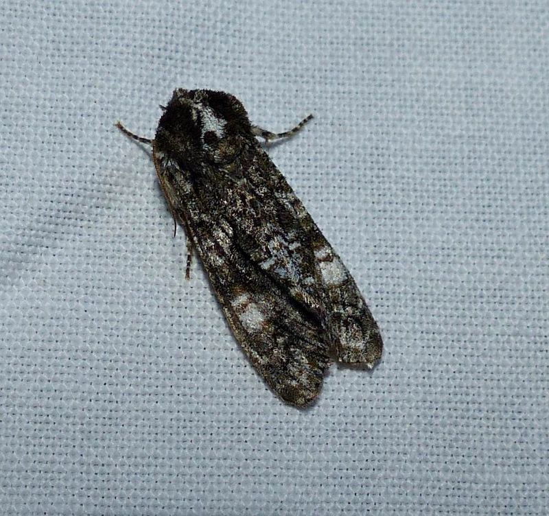 Grote's sallow moth  (Copivaleria grotei), #10021
