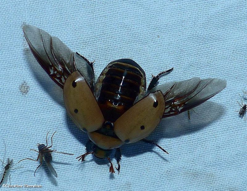 Spotted pelidnota beetle (Pelidnota punctata)