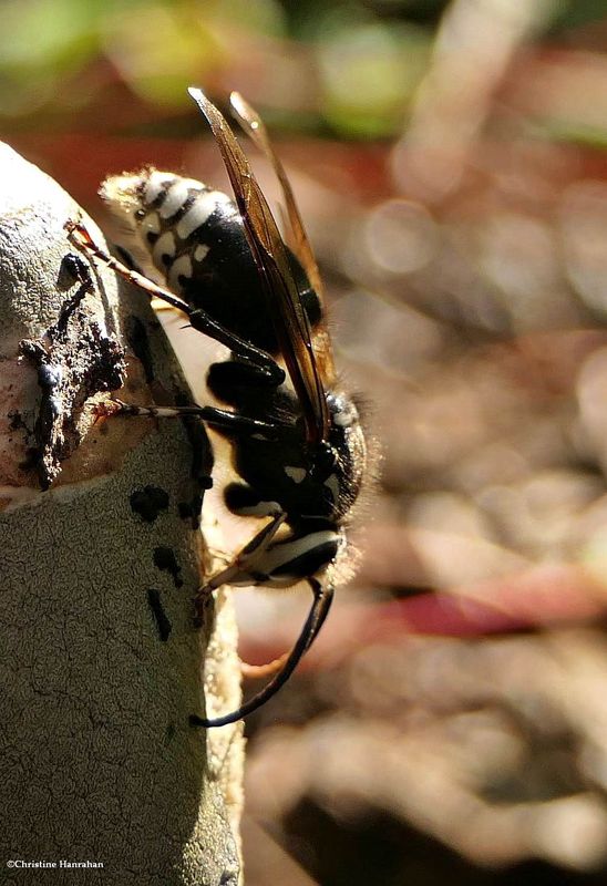 Bald-faced hornet (Dolichovespula maculata) on stinkhorn fungus