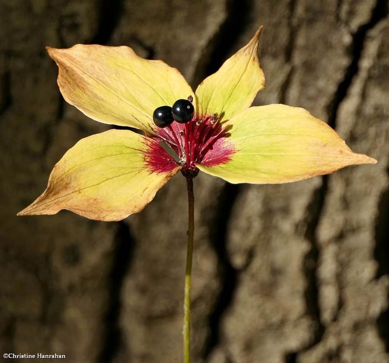 Indian cucumber root (Medeola virginiana)