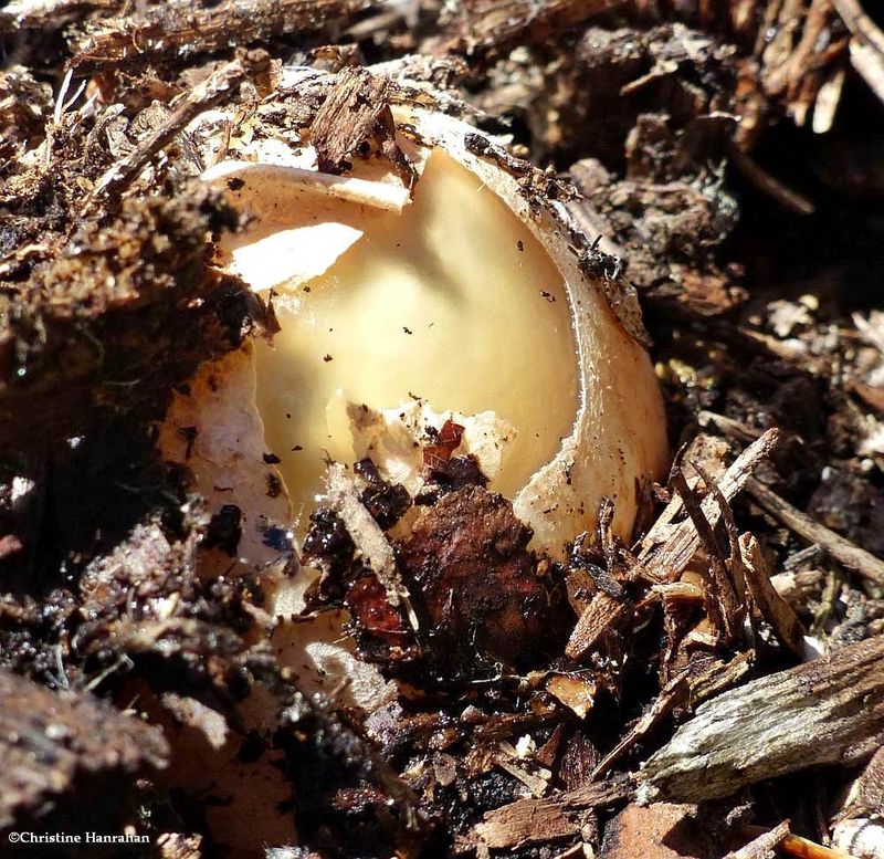 Ravenel's stinkhorn fungus emerging  (Phallus ravenilii)