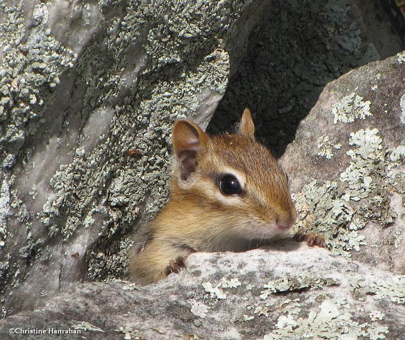 Eastern chipmunk