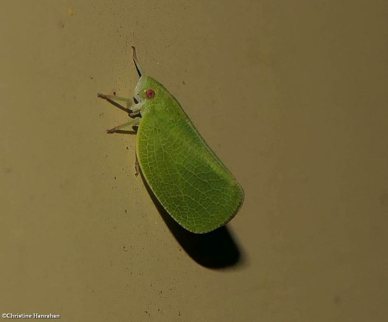 Green conehead planthopper (Acanalonia conica)