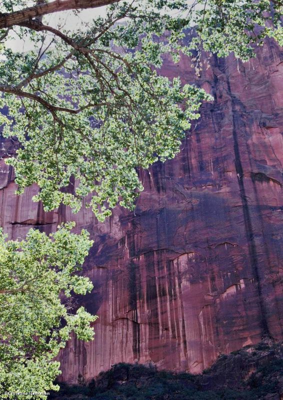 Zion National Park