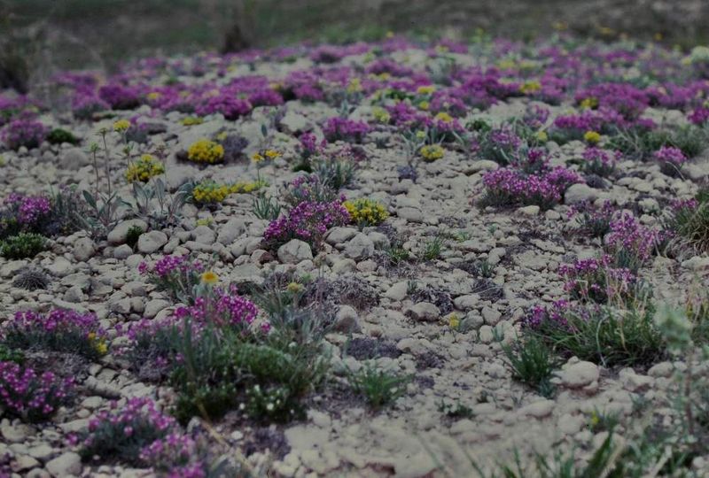 Wildflowers -Pawnee Grasslands