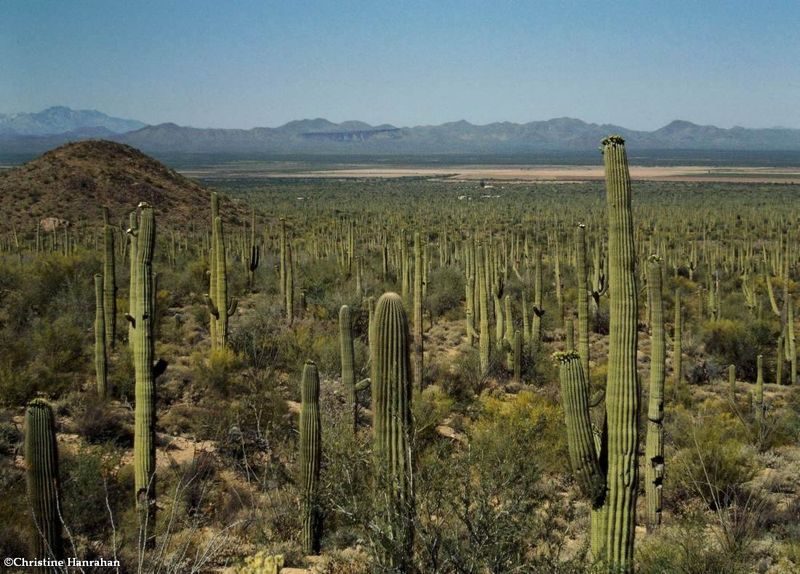 Saguaro National Park