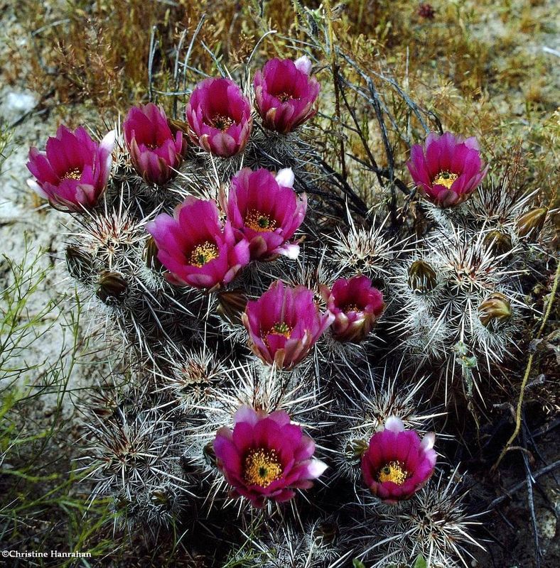 Cactus flowers