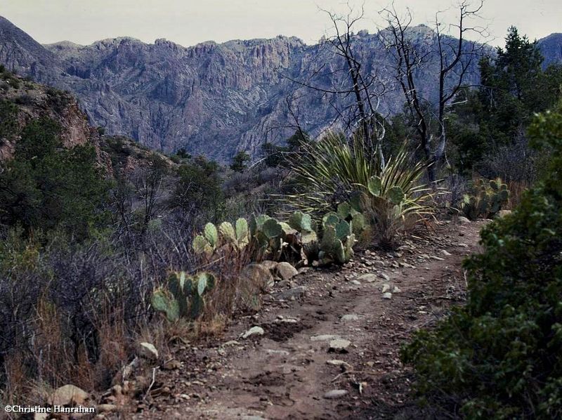 Big Bend National Park