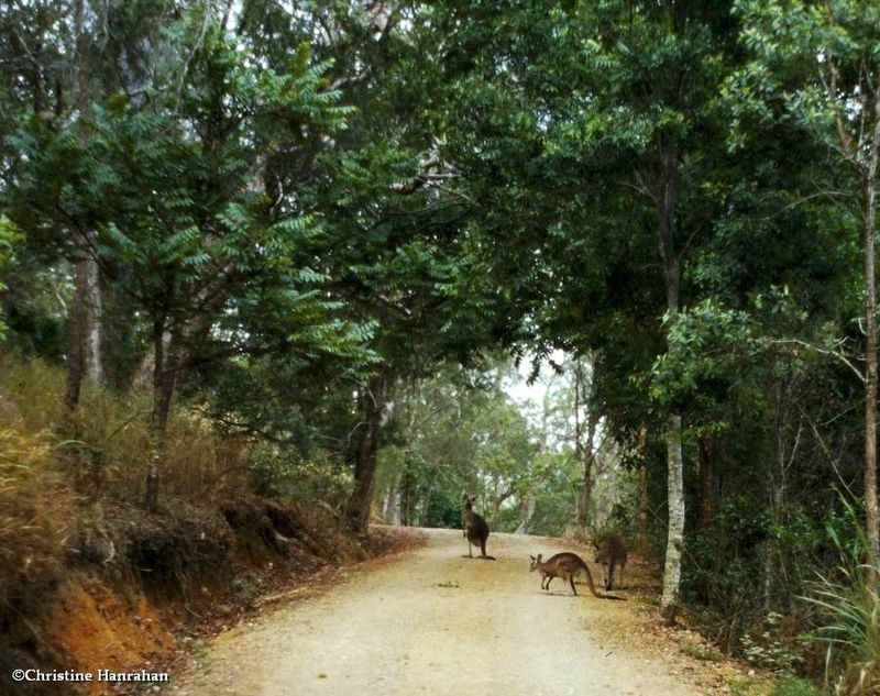 Gray Kangaroos