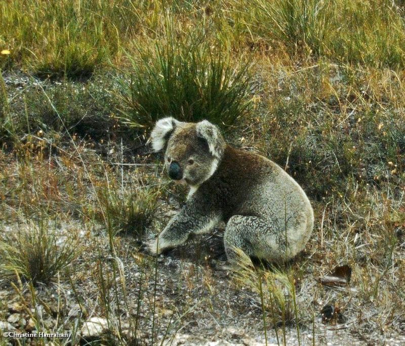 Koala