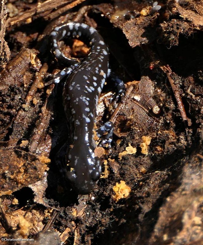 Blue-spotted salamander (Ambystoma laterale)