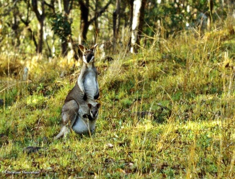 Pretty Face Wallaby