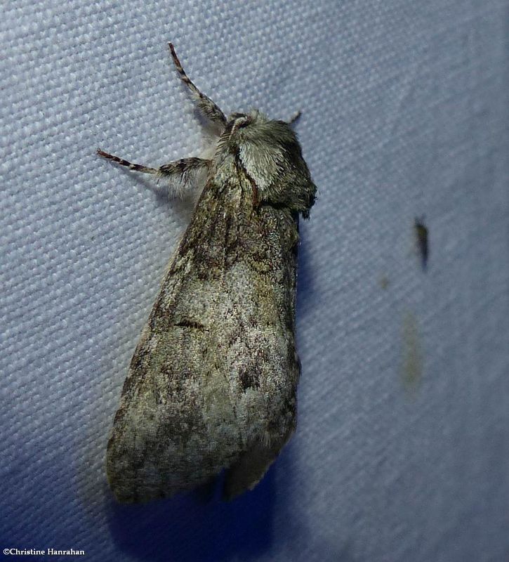 Mottled prominent moth  (Macrurocampa marthesia), #7975