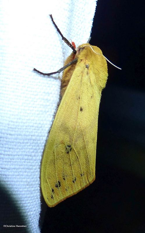 Isabella tiger moth  (Pyrrharctia isabella), #8129