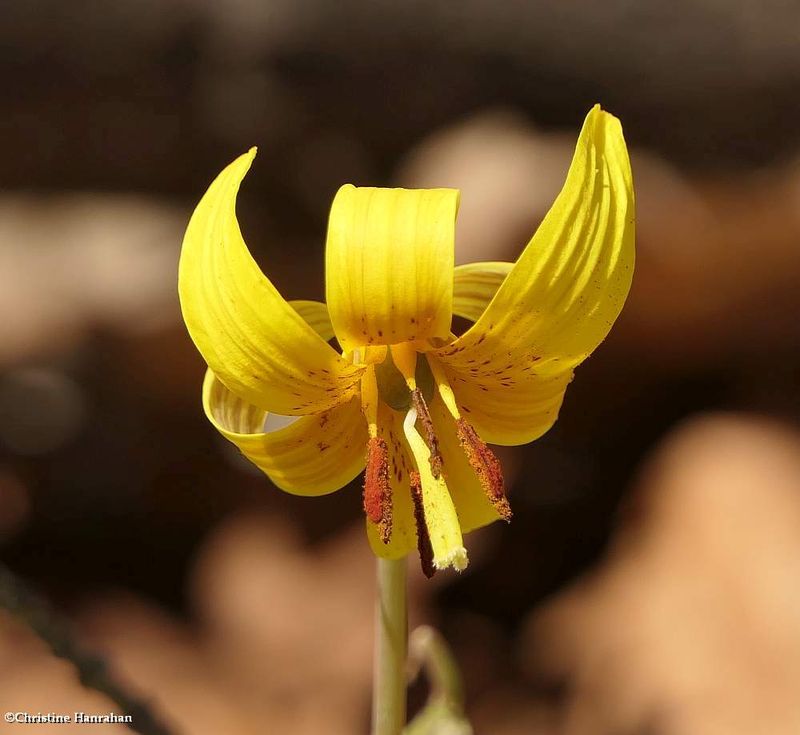 Trout lily ( Erythronium americanum)