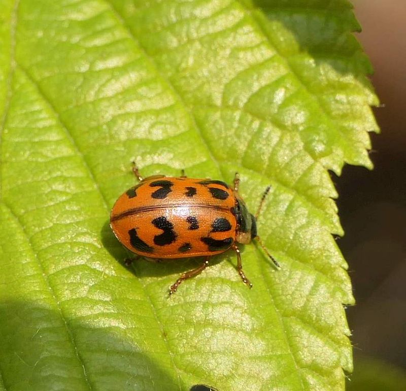 Leaf beetle (Chrysomela mainensis)