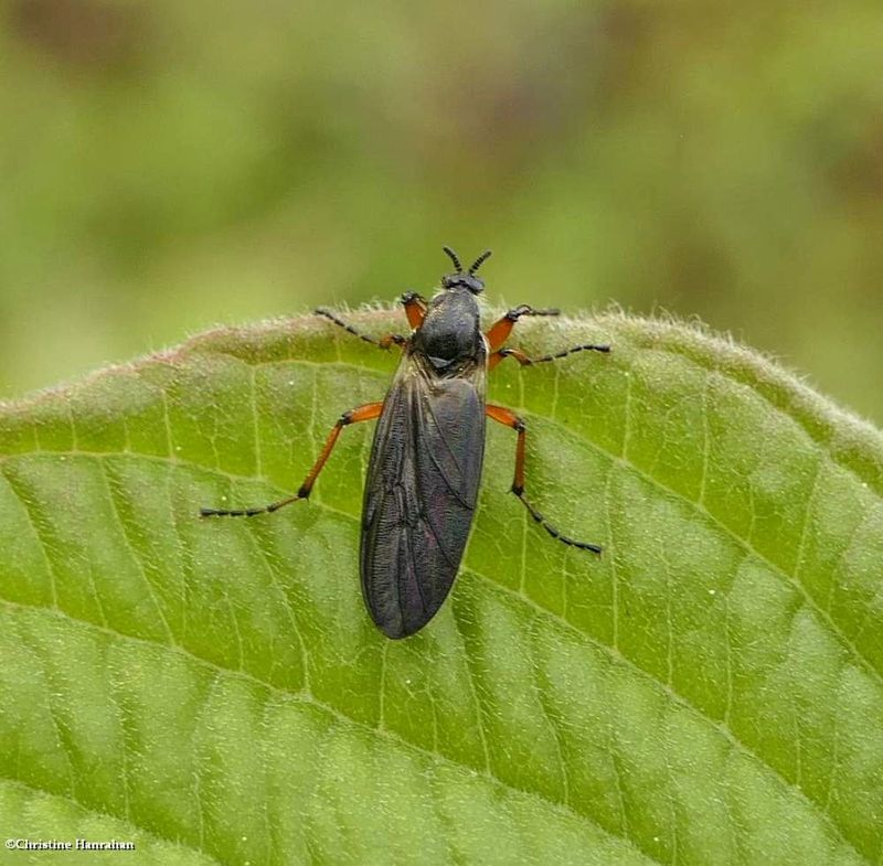 March fly (Bibio xanthopus)